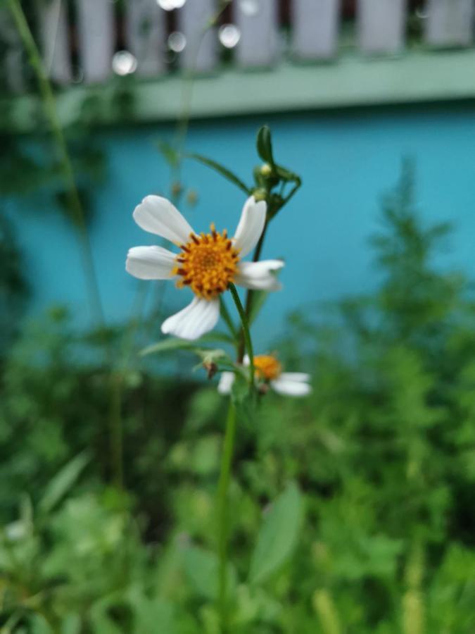 Home Garden Chaeson บ้านสวน ชวนฝัน Lampang Exterior foto